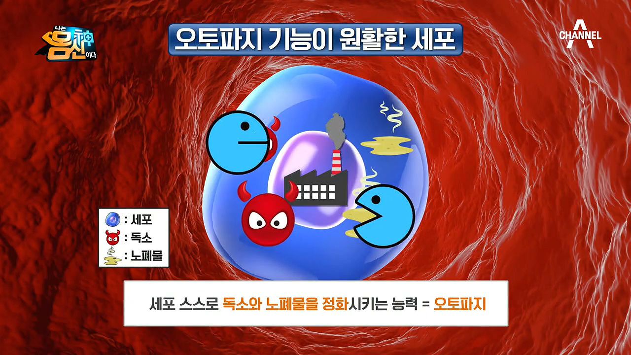 세포 해독 프로젝트 오토파지주스 4