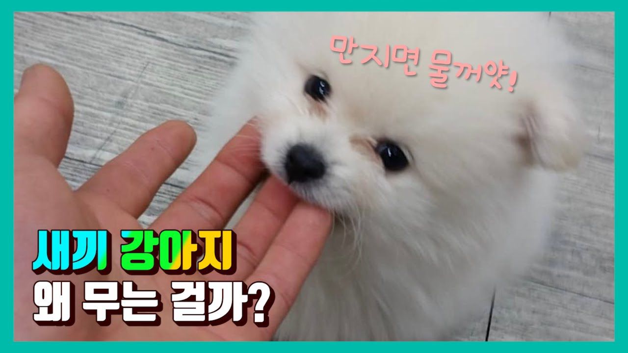 손, 발, 옷 깨무는 새끼 강아지ㅣ무는버릇 고치기ㅣ4가지 방법 | 네이트 TV