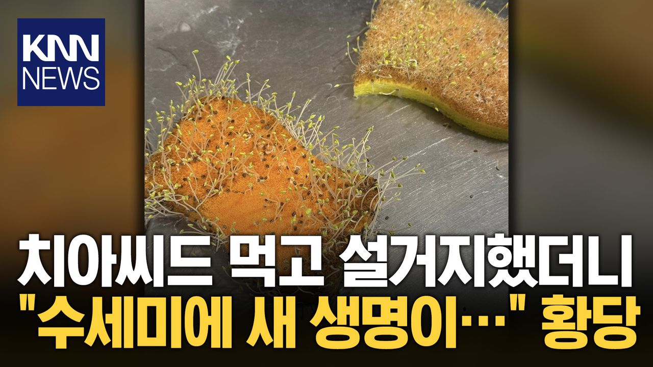 치아씨드 설거지 후 ′발아′ 네티즌 ＂우리 집도…＂ 인증 봇물/ KNN | 네이트 TV