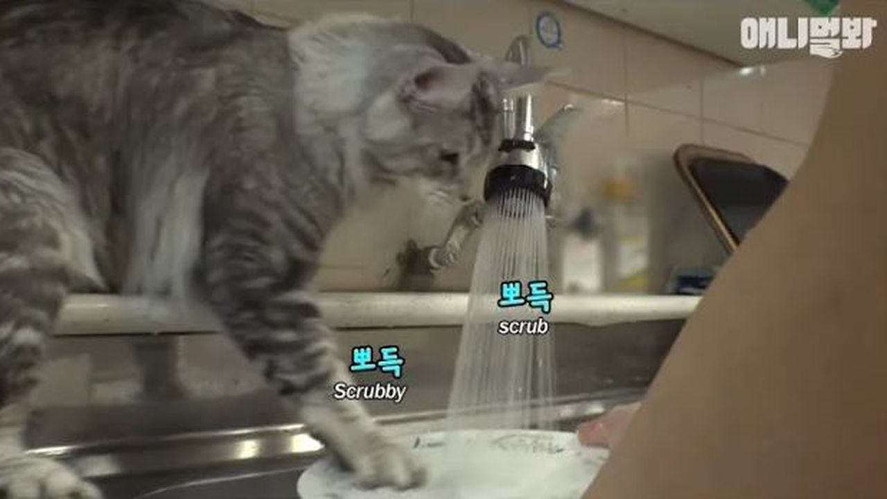 츄르 먹은 그릇 정도는 스스로 설거지하는 새나라의 냥린이 ㅣCat Washes The Dishes Herself Lol | 네이트 Tv