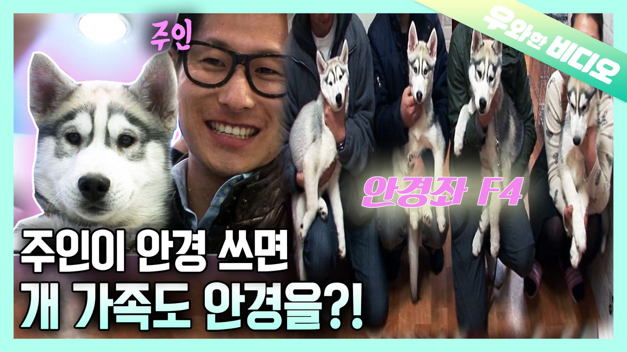 이석훈 씨, 이제부터 안경좌는 🐶이 귀여운 유죄 댕댕이🐶로 바꾸겠습니다┃Glasses Wearing Doggy, Evan🐶 |  네이트 TV