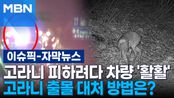 [자막뉴스] 고라니 피하려다 차량 '활활' 고라니 출몰 대처 방법은? | 이슈픽