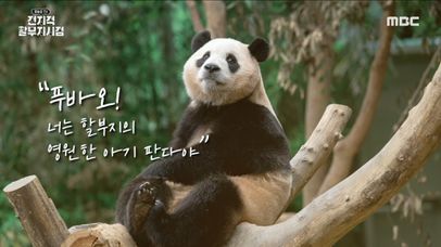 ＂너는 할부지의 영원한 아기 판다야＂ 푸바오에게 마지막 인사를 건네는 할부지, MBC 240101 방송 | 네이트 TV