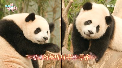 출근 거부하는 후이바오? 만만치 않은 쌍둥이 판다의 출근길🤣, MBC 240706 방송 | 네이트 TV