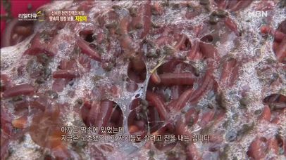 신문지 하나면 OK? 지렁이 분비물 제거 작전 | 네이트 TV