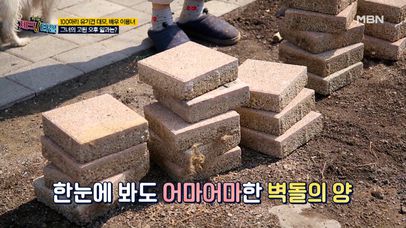강아지들 위해서 조금도 쉴 틈이 없다! 딱 봐도 어마어마한 벽돌을 혼자서 옮기는 이용녀! MBN 220530 방송 | 네이트 TV