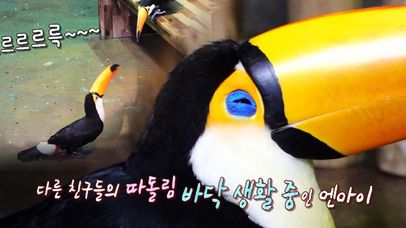 왕따 토코투칸 ‘엔아이’의 더럽고 서러운 바닥 생활... | 네이트 TV