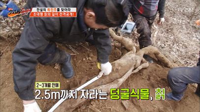 4미터가 넘는 진짜 대물 칡 발견! | 네이트 TV