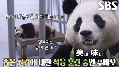 푸바오, 중국으로 돌아가기 위한 이별 연습 | 네이트 TV