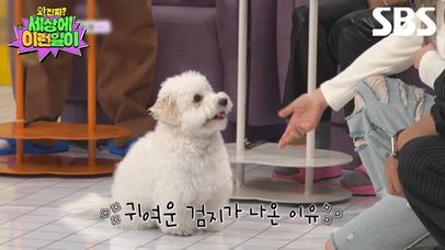 [예고] 엄지윤과 반려견 검지가 나온 이유?! 본격 반려동물 소소한 자랑 대회🥰 | 와!진짜? 세상에 이런일이 | SBS | 네이트 TV