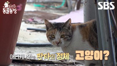 [예고] 사람들이 애타게 찾는 판타의 정체는?!😼 작전명, 고양이 판타를 무사히 구조하라💥 | TV 동물농장 | SBS | 네이트 TV