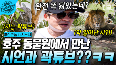 밀린 집안일 싹- 해결한 후 소중한 휴일 즐기는 허성태😎 로망 실현을 위해 방문한 호주 동물원에서 만난 시언과 곽튜브?!ㅋㅋㅋ | #부산촌놈in시드니 #지금꼭볼동영상 | 네이트 TV