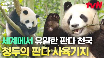 이곳이 푸바오의 고향인가??🐼 판다들의 대나무 먹방부터 래서 판다까지 볼 수 있는 청두, 무조건 가야 돼!!! | 네이트 TV