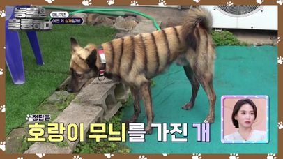 태어날 때부터 호랑이 무늬를 가진 ‘호식이’🐯 근친교배는 학대로 보나요? | KBS 241130 방송  | 네이트 TV